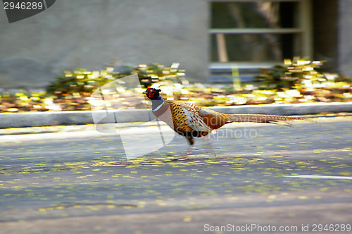 Image of Pheasant