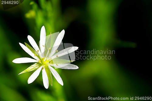 Image of Blossom