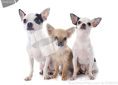 Image of three chihuahuas