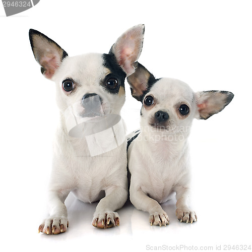 Image of two chihuahuas