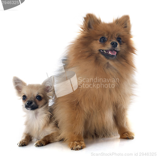 Image of puppy chihuahua and spitz