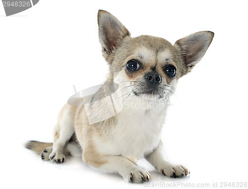 Image of puppy chihuahua