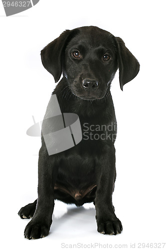 Image of puppy labrador retriever