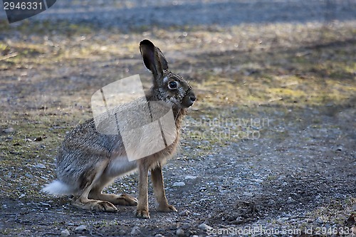 Image of brown hare