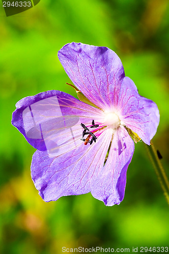 Image of Flower