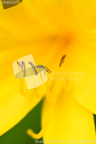 Image of Yellow flower