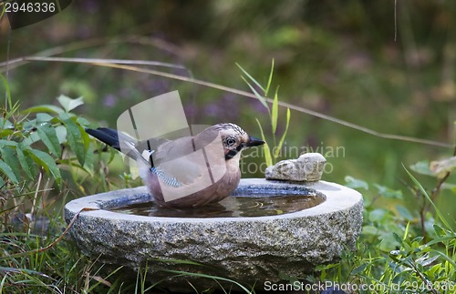 Image of taking a bath