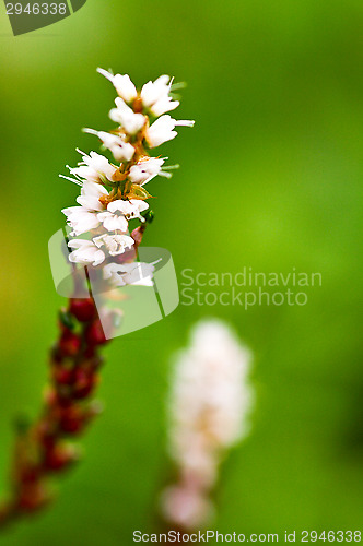 Image of Blossoms