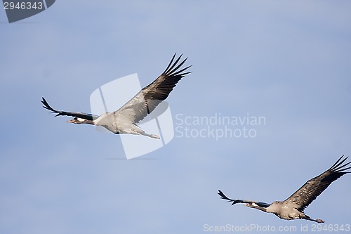 Image of cranes