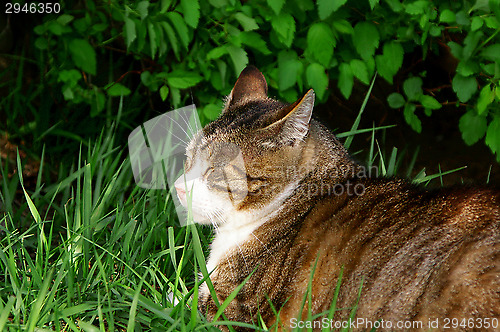 Image of Cat