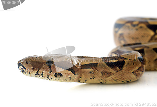 Image of Boa constrictor