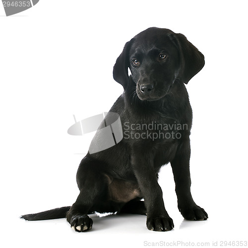 Image of puppy labrador retriever