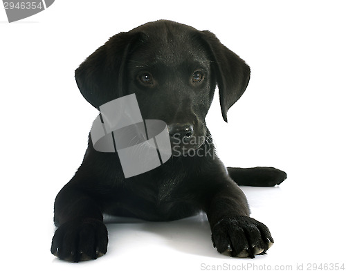 Image of puppy labrador retriever
