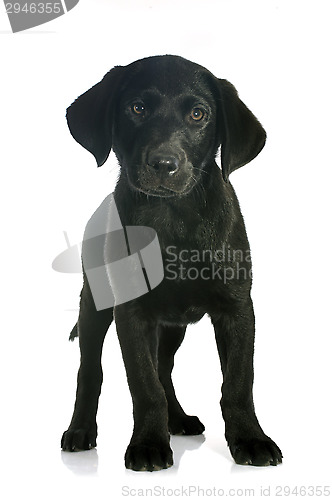 Image of puppy labrador retriever