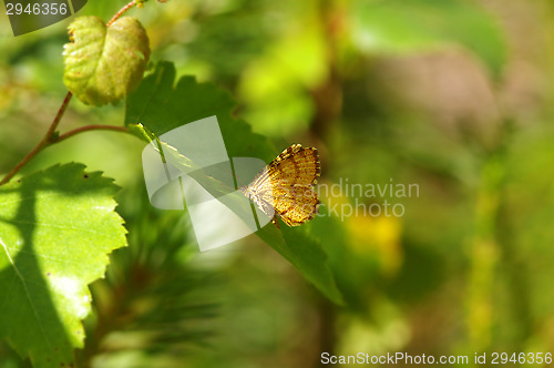 Image of Butterfly