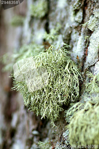 Image of Lichen