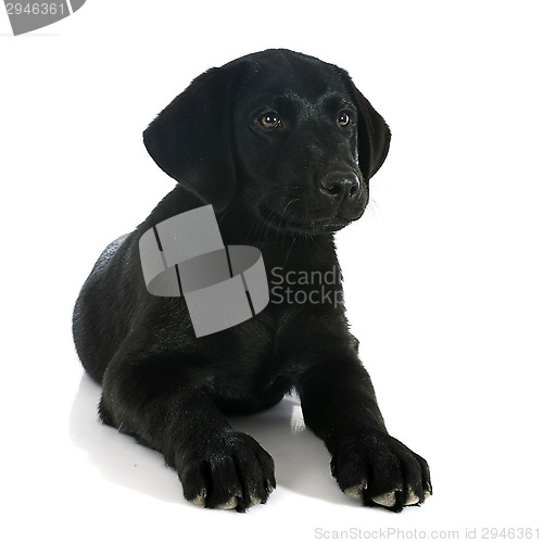Image of puppy labrador retriever
