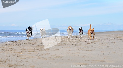 Image of chihuahuas on the beach