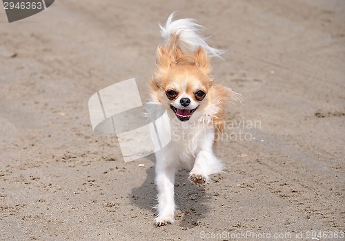 Image of running chihuahua