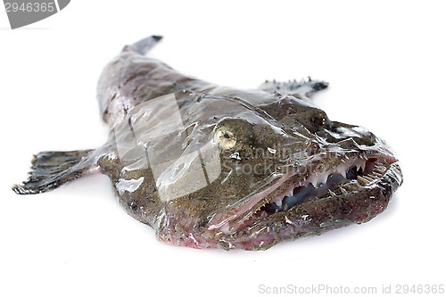 Image of monkfish