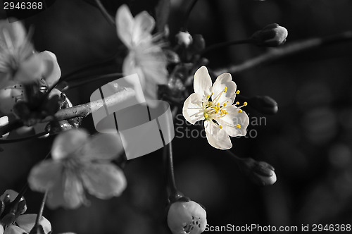 Image of Cherry tree