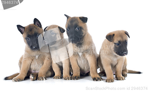 Image of puppies malinois