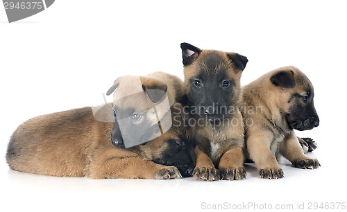 Image of puppies malinois