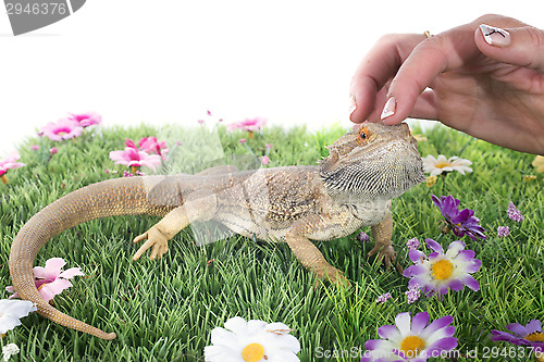 Image of bearded dragons