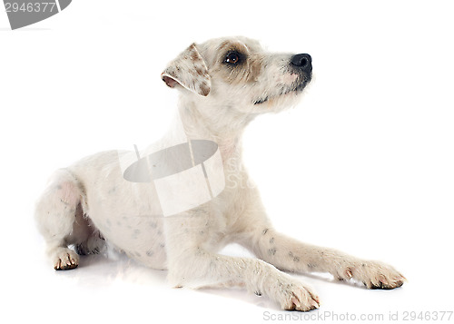 Image of parson russell terrier