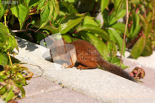 Image of Squirrel