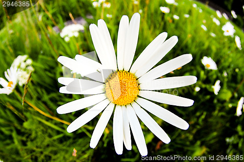 Image of Flowers