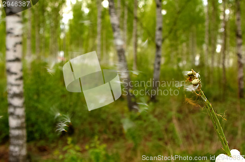 Image of Pollen