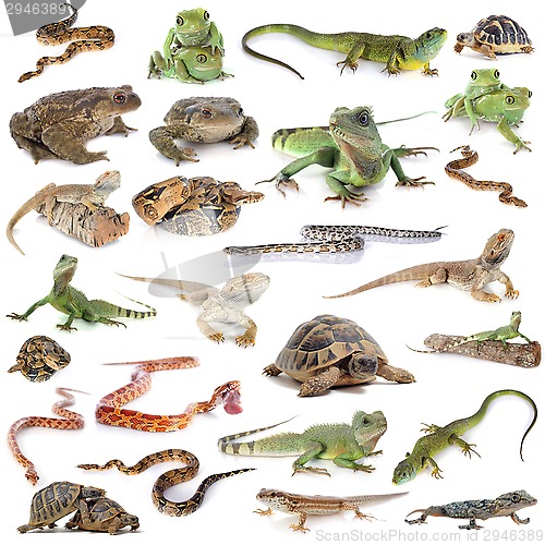 Image of reptile and amphibian