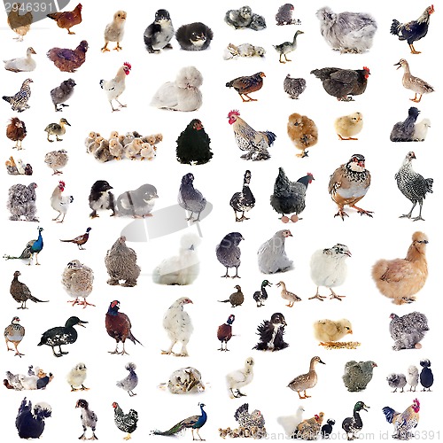 Image of poultry