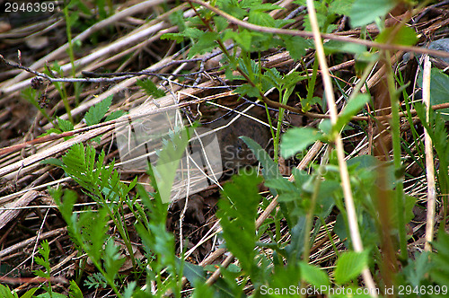 Image of Vole