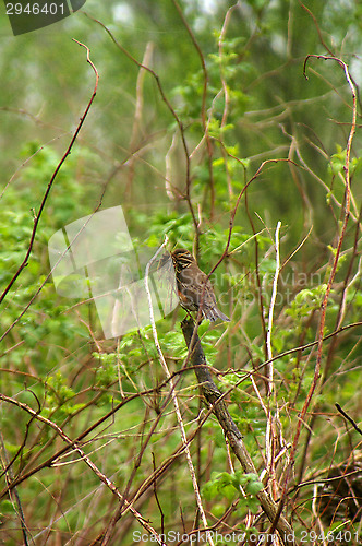Image of Little bird