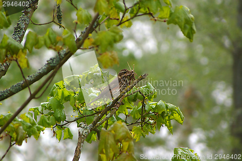 Image of Little bird