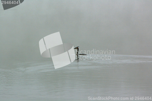 Image of Podiceps cristatus