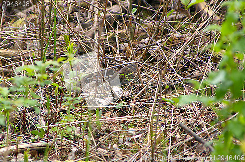 Image of Vole