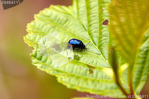 Image of St. John's Wort beetle