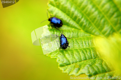 Image of St. John's Wort beetle