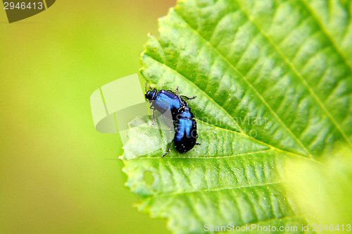 Image of St. John's Wort beetle