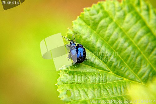 Image of St. John's Wort beetle