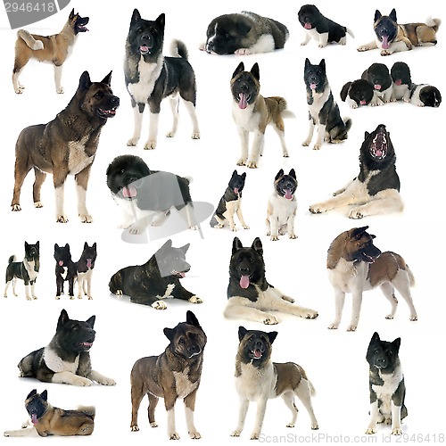 Image of american akita