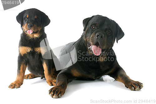 Image of puppy and adult rottweiler