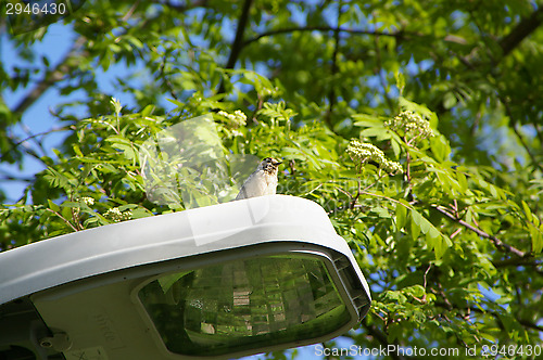 Image of Woodpecker