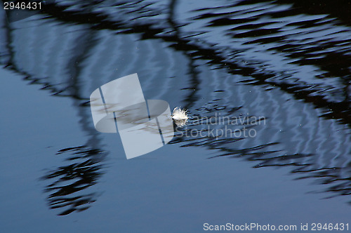 Image of Feather