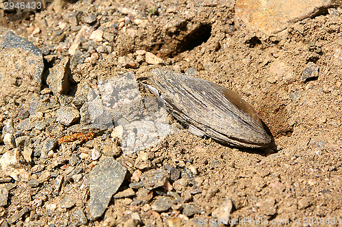 Image of Shell