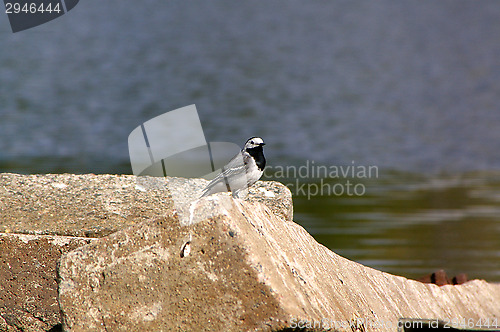 Image of Motacilla alba