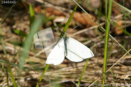 Image of Butterfly